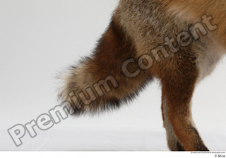 Red fox leg tail 0001.jpg